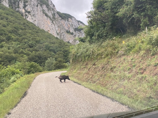 Sanglier, acheteur fonceur, compulsif