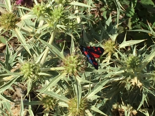 Papillon, un acquéreur papillonnant