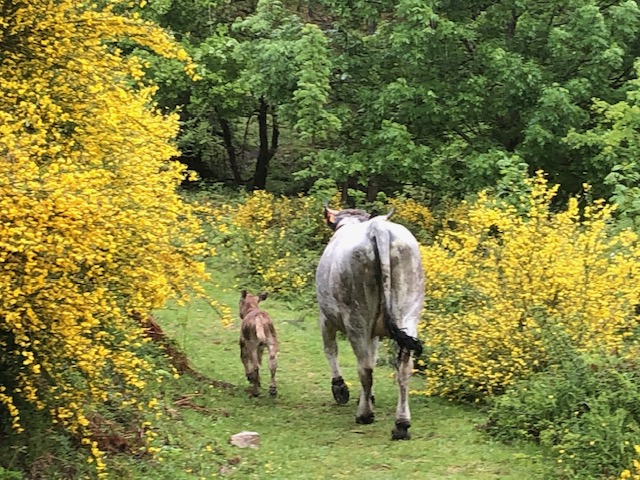 Vache et veau, famille monoparentale