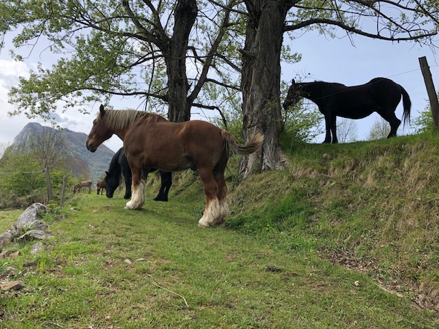 Cheval, investisseur cherchant un grand appartement pour  de la collocation