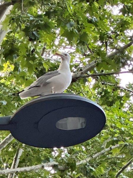 Mouette, cliente bavarde, qui connait tout sur tout