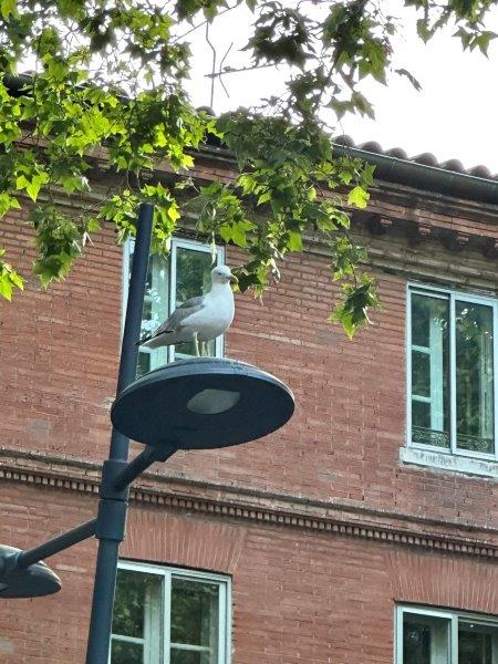 Mouette, client haut en couleur, bavard