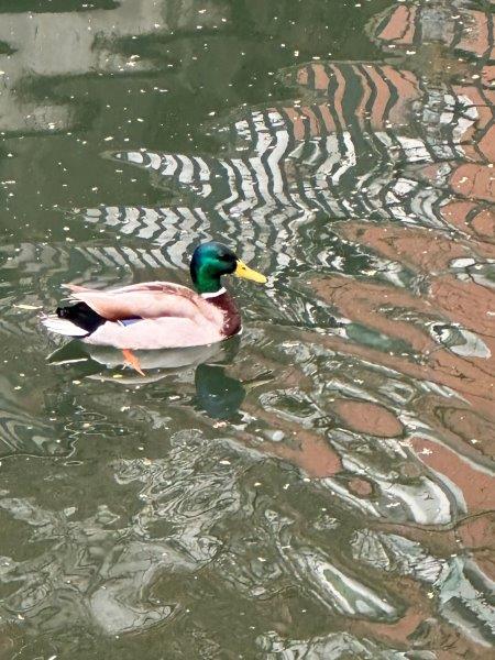 Canard Canal du Midi Toulouse