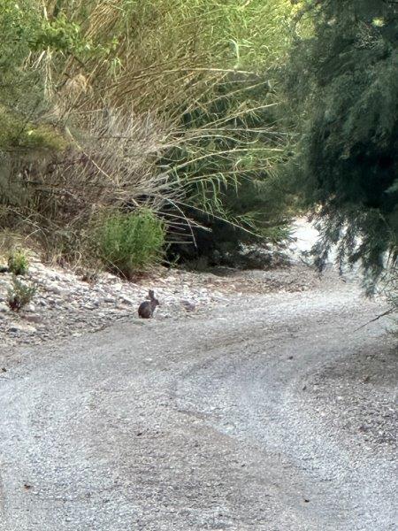 Lapin , client timide, peureux... mais très gentil