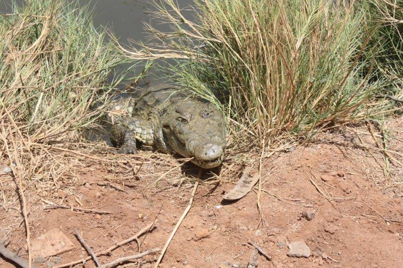 Crocodile, des clients sournois, dangereux... mais ils sont rares !