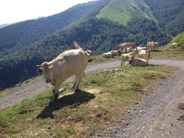 Vaches, familles très nombreuses