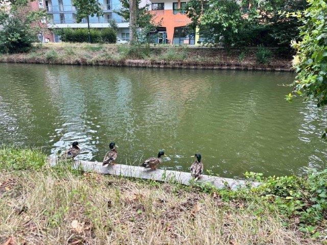 Canards, famille cherchant une maison familiale avec piscine